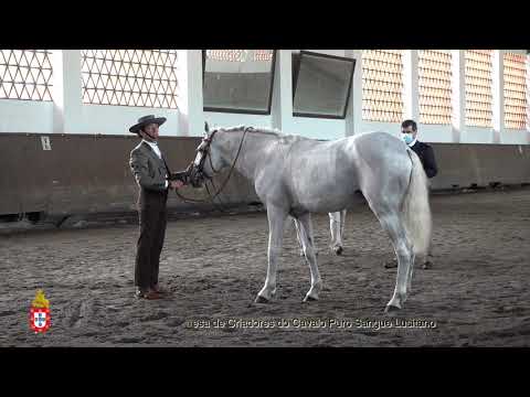 210424 4 Canario - Aprovação de Garanhões