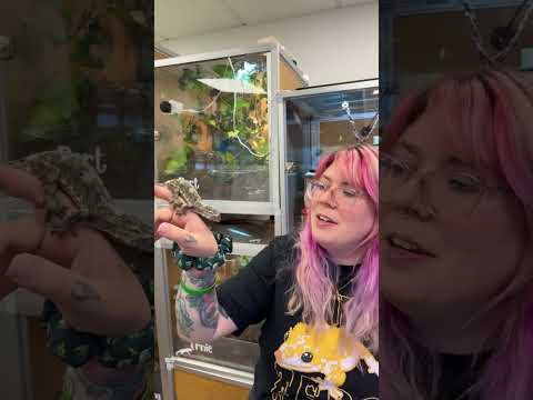 Rhacodactylus Chahouaについて詳しく解説