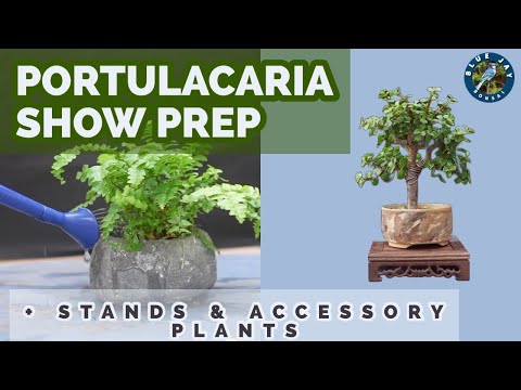 Portulacaria Show Prep - Bonsai stands, Accessory plants & Pruning!
