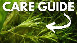 Guppy Grass Care: Complete Guide to Keeping and Growing GUPPY GRASS 