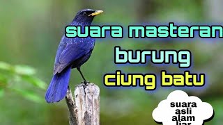 Download lagu suara masteran burung ciung batu mp3