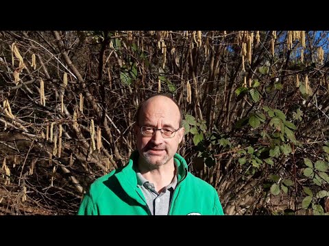 Meine junge Birne richtig schneiden