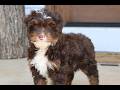 Mini Bernedoodle dogs for sale: Storm  - Video 1