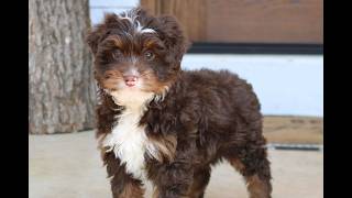 Video preview image #1 Bernedoodle (Miniature) Puppy For Sale in PARADISE, PA, USA