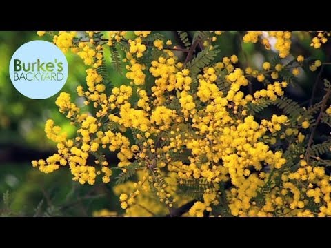 Burke's Backyard, Wattle