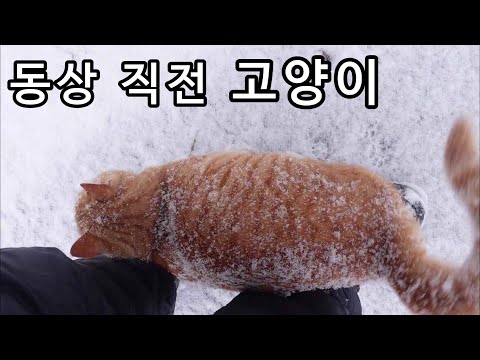 강추위에 한없이 눈 맞고 있던 고양이에게 생긴 일
