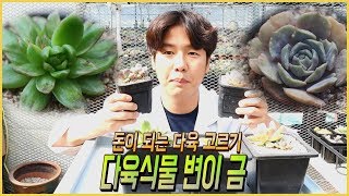 찌글찌글한 다육식물 변이금을 찾으면 가치가 상승한다고??!!! 금으로 발전하는 다육식물 변이금