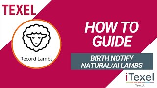How to birth notify a natural or AI lamb on iTexel
