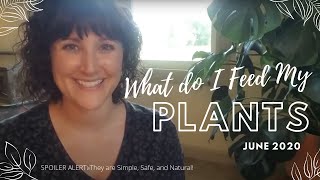 Which fertilizer to use on houseplants?