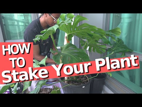How to stake your plant for a perfect Monstera