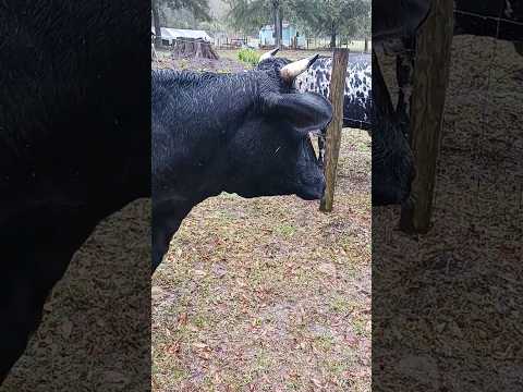 Rainy Day Moo-Vie: Calves and Cows in the Rain #shorts