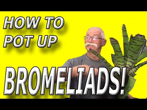 How To Pot Up Bromeliads!
