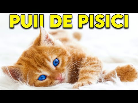 , title : 'Nu Lua Un Pui De Pisica Inainte Sa Vezi Asta (Totul Despre Puii De Pisici)'