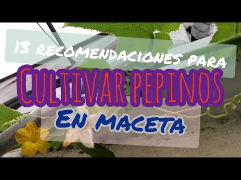 , title : '13 recomendaciones para cultivar pepinos en maceta'