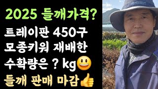 2025들깨가격????? 트레이판 450구 모종키워 재배한 수확량은????? 들깨 팝니다???? 