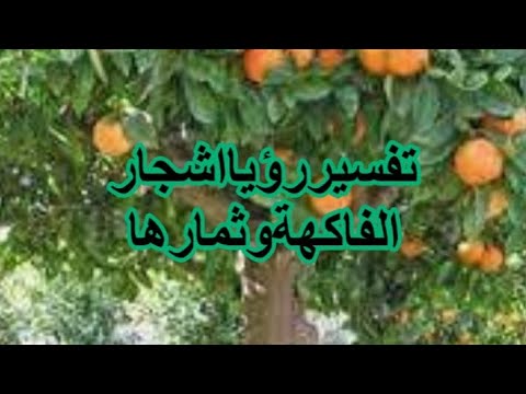 , title : 'البشارة في  رؤيا الاشجار المثمرة🥑🥝 في المنام. (الفاكهة )الحلقة الرابعة.'