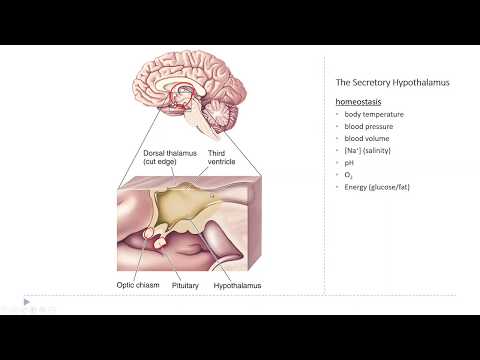 OSSM Neuro Chapter 15 - The Secretory Hypothalamus