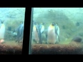 Detroit Zoo Penguins Pt 7