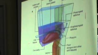 32) Dr. Hanan 4/12/2014 [ Lymph drainage of head and neck - Pharynx ]