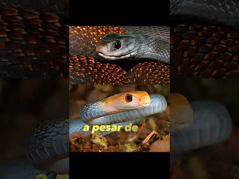 Los 10 ANIMALES más VENENOSOS del MUNDO: SERPIENTE TAIPÁN