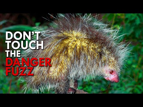 Porcupines Will Ruin A Predator’s Life