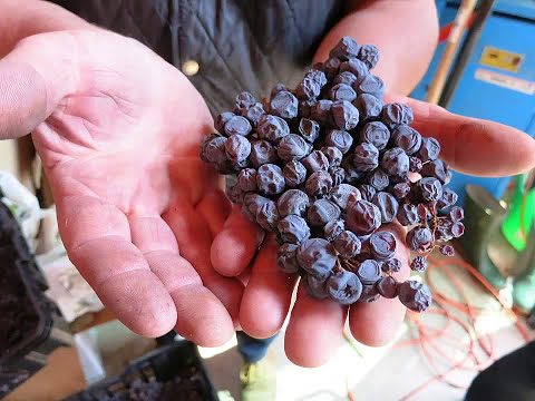 Masi Agricola Wine Experience (Italia)