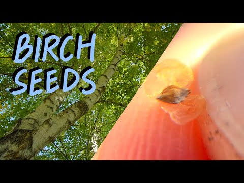 Harvesting Birch Tree Seeds