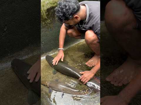 അരാപൈമ തന്ന പണി...😄 | monster fish tank cleaning | arapaima | alligator gar | poll rod