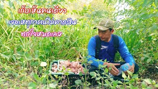 เก็บเห็ดอยู่คนเดียวกลางป่ามาแบบนี้ตกใจหมด รอบนี้หมานจัด มีแต่ดอกใหญ่ๆ / ตุ้มแพรว พาเพลิน EP.787
