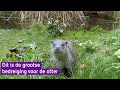 Ze waren uitgestorven, maar nu zijn er weer 450: dit jaar is het jaar van de otter