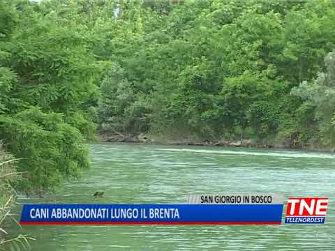 TG (13/12/2017) - CANI ABBANDONATI LUNGO IL  BRENTA