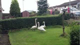 There's Fucking Swans In My Garden