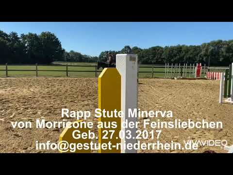 Rapp-Stute Minerva von Morricone (Millenium/Gribaldi) aus der Feinsliebchen