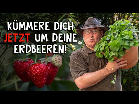 Erdbeeren schneiden, vermehren und pflegen 🍓 - so steigerst du deine Ernte!