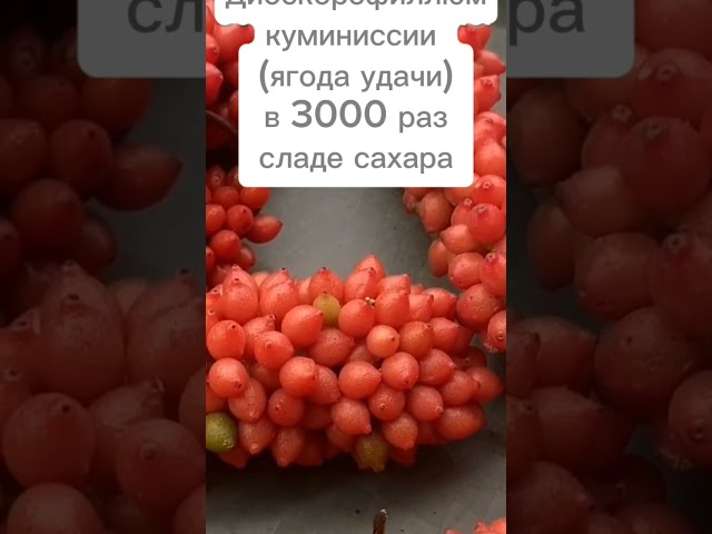 Youtube Video Youtube Video