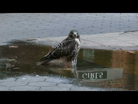 Juvenile red-tailed hawk relaxing in a puddle on a hot evening in NYC