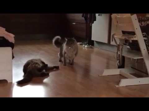 Wanna play?!! Maine coon cat vs Ragdoll cat