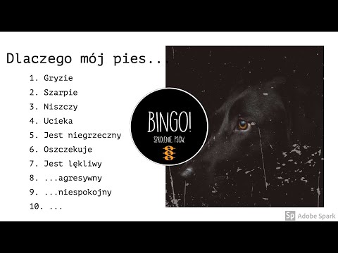 Pies agresywny, pies lękliwy...Dlaczego mój pies...? [Bingo! Szkolenie psów.]