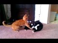Epic Cat Fight Charlie The Tuxedo Cat Vs Milo The Tabby