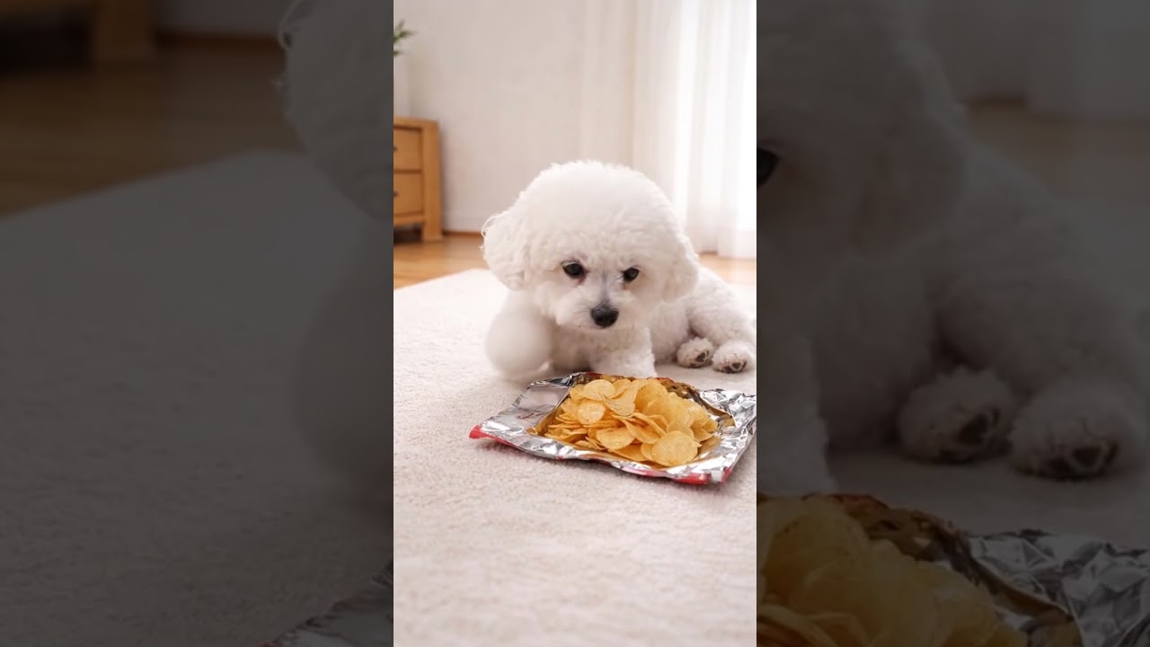 Crispy Chips ASMR 🥔🐶 ミミのポテチモッパンがクセになる✨