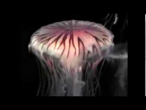 download lagu mp3 mp4 La Medusa Hermoso Animal, download lagu La Medusa Hermoso Animal gratis, unduh video klip La Medusa Hermoso Animal