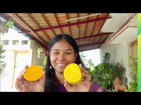 MANGOES ARE THE KING OF FRUITS! ALPHONSA ARE THE KING OF MANGOES!