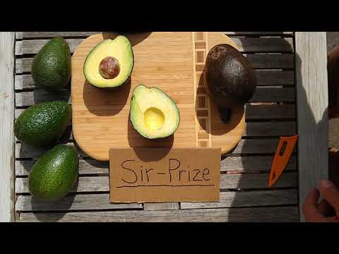 Sir-Prize avocado: a profile