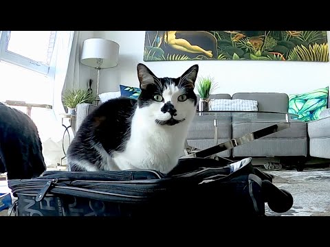 Cat Is Sad That Owner Is Leaving - YouTube