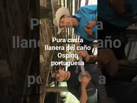 pura casta llanera del caserío El caño Ospino portuguesa