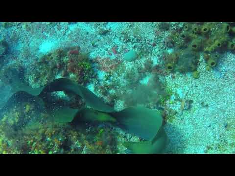 Eel fight for territory