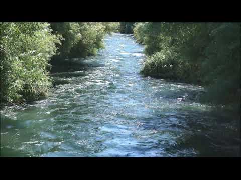 🔴 Relaxende Naturgeräusche im Wald zur  Entspannung, zum Meditieren, Einschlafgeräusche für Babys