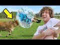 Bull Vs Bubble Boy