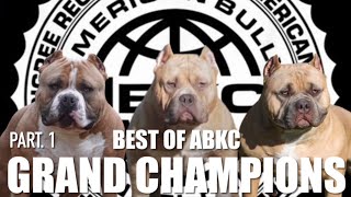 Introducing ABKC Grand Champion American Bully Show Ring Dogs | Top Conformation National Dog Puppy