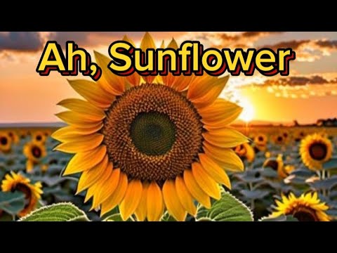 Ah, Sunflower by William Blake | Text, Explanation and critical appreciation of Ah, Sunflower